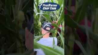 Scouts are hitting the field this week! Visit AgWeb.com/CropTour for daily results.