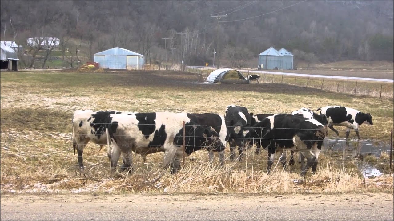 Growling Holstein Bull It's mating season. Be careful out there! YouTube