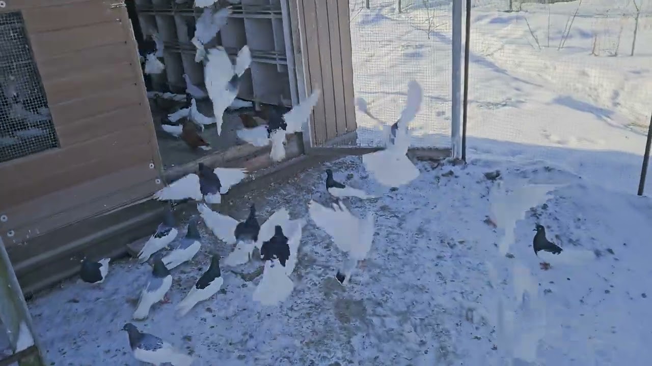 Gołębie Huberta 367😃 nie ma filmów bo niestety choruje. 