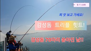 무안 홀통 가을 감성돔 4,3짜 70마리 쏟아진다!