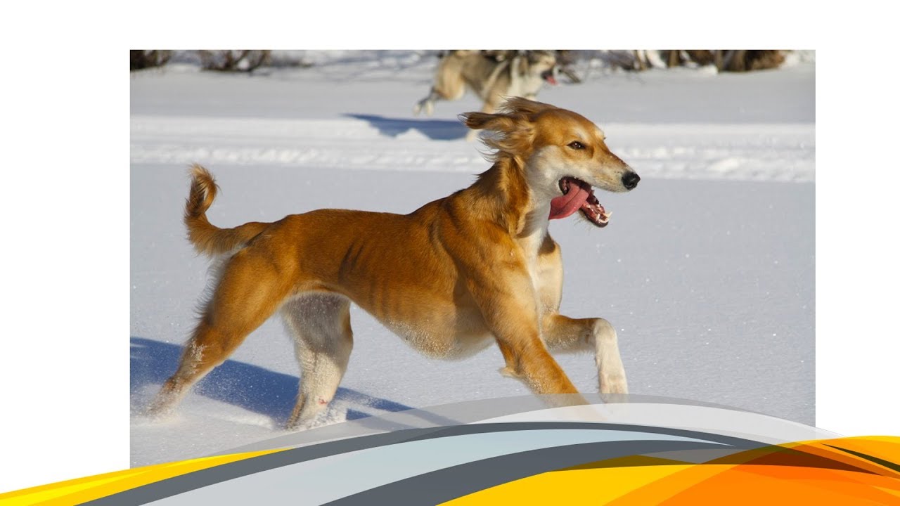 Киргизская борзая тайган. Тазы 2010. Тазы казахстан. Среднеазиатская борзая тазы. Ваз 2107 bpan.