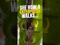 THIS IS HOW A CATERPILLAR WALKS WITHOUT LEGS |YOUR FACTS BUNNY #facts #caterpillar #animalfacts #usa