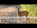 La marche des chevreuils  the deer walk