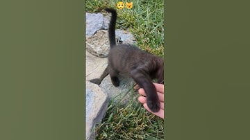 From Abandoned to Adored: My Kitten’s Glow-Up 🐱❤️ #catshorts #catsofyoutube #cats #kitten #cute