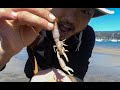 Can You EAT GHOST SHRIMP?! WEIRDEST SHRIMP EVER!!