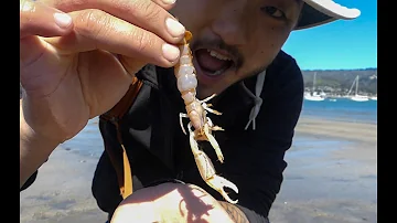 Can You EAT GHOST SHRIMP?! WEIRDEST SHRIMP EVER!!