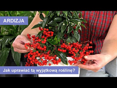 Wideo: Jak Uprawiać Roczne Kwiaty