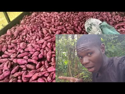 How to Grow Sweet Potatoes in Feed Bags - Fresh Eggs Daily® with