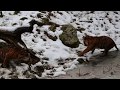 Tiger graps duck in Burgers ZOO.