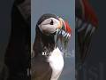 Can A Bird Fly InWater | #facts #shorts