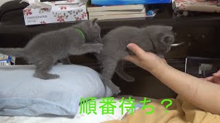 手乗り猫？順番待ち？