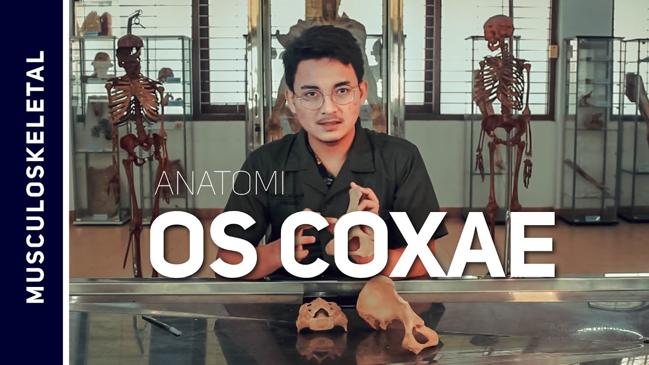 Coxae (video 19)