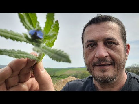 Video: Mullein Bitkileri - Bahçelerde Mullein Yetiştirmeli misiniz