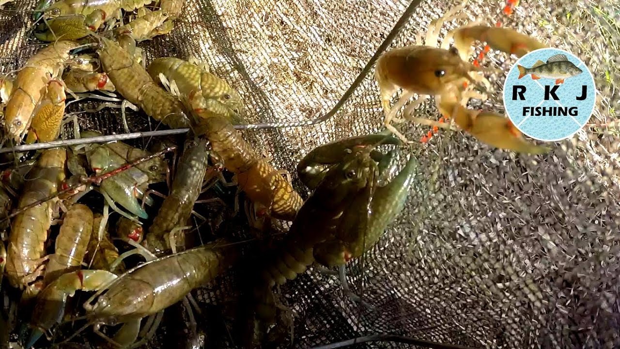 I caught HEAPS of yabbies
