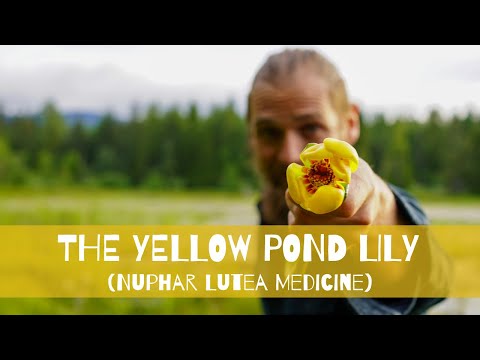 Βίντεο: Yellow Water Lily: Health Pod