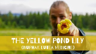 Yellow Pond Lily | Medicinal Use and Health Benefits