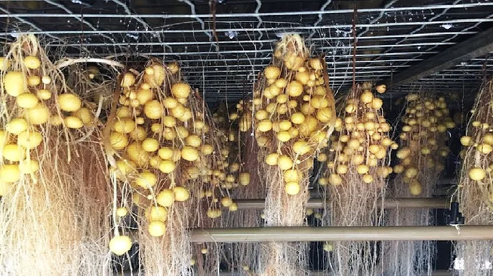 The Farm Producing Potato Without Soil Will Surprise You - Incredible Agriculture Techniques - DayDayNews