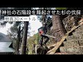 【神社の石階段を隆起させた杉の伐採】特殊伐採 tree removal
