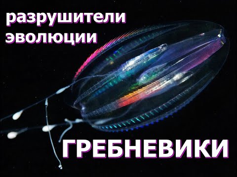 ГРЕБНЕВИКИ - РАЗРУШИТЕЛИ ЭВОЛЮЦИИ