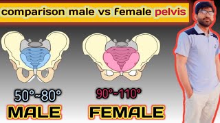 Male vs Female Pelvis Differences Anatomy Skeleton Shape 