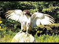 Red-tailed Hawk release on 9/19/22