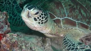 Сипадан - остров черепах