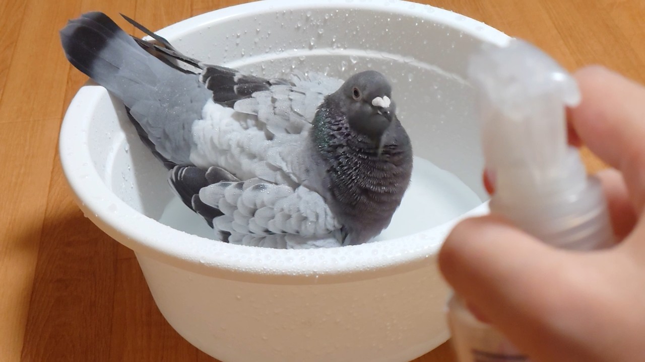 Голубь принимает ванну