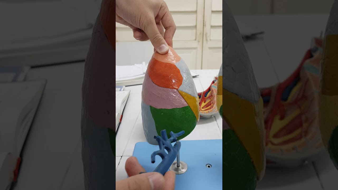 thực tập giải phẫu 2 : PHÂN THÙY PHỔI PHẢI - YouTube