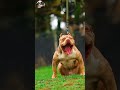 Pitbull_edit_tutorial_🔥😈 #pitbull #shorts #dog #doglover