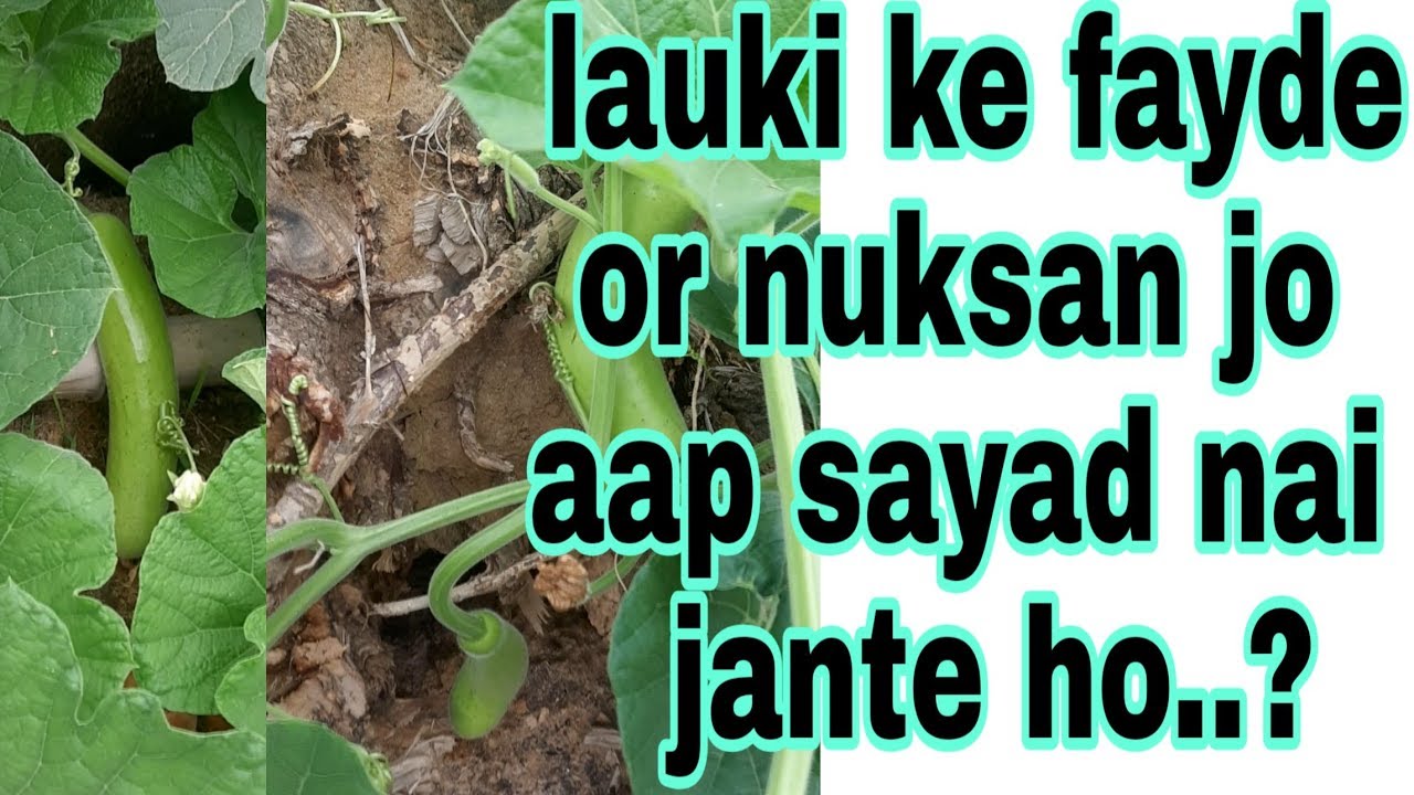Kya aap jante hai ki lauki ke juice se jaan bhi jaa sakti hai...🍸/lauki juice ke nuksan/ YouTube