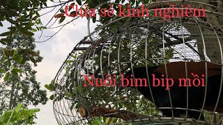 Chia sẻ cách nuôi bim bip mồi : tri võ vlog