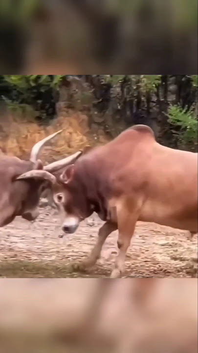 Cows fight until their horns break. #cow #buffalosound #animals #villagebuffalo #shortvideo