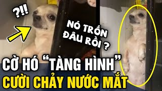 Cờ hó 'TRỐN CHỦ' nấp sau giường 'LÒI CẶP CHÂN' khiến dân mạng cười té ghế | Tin 3 Phút