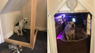 This Dog Has Trust Issues, So The Owner Built A Boudoir Bedroom That Even Has A Tv, To Comfort H