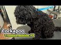 Cockapoo GROOMING Transformation #2