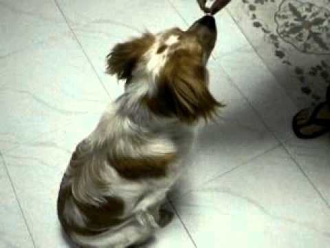 Dog showing nice tricks (cute Spaniel)