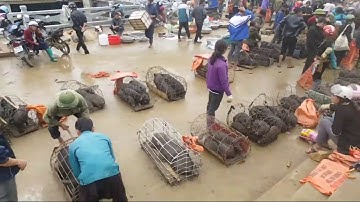 Chợ Lợn Cắp Lách lớn nhất Tây Bắc