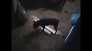 Boston Terrier Goes Crazy For Laser Pointer