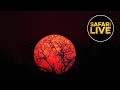 safariLIVE - Sunset Safari - October 09, 2019