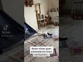 Hepsi deli bunların 😬😬 #cat #animals #cats #catlover #animal #instacat #kedi #komedi #chihuahua