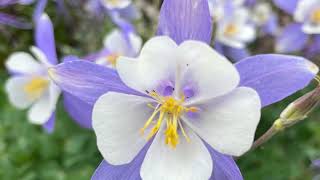 Zionsharfe Seid Gegrüßet, Liebe Brüder