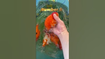 Size lớn 🌾🌾🌾 mềm #ranchu #ranchugoldfish #cámheo #goldfish #ranchu_goldfish