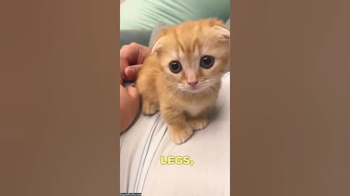 Watch the video about Cute cat species.#cat#cutecat#scottishfold#mainecoon#munchkin_cat#ragdolls#cutepets#cuteanimals