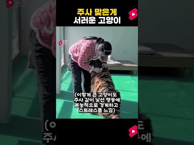 주사 맞는게 서러운 고양이