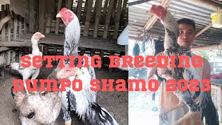 Setting Breeding Dumpo Shamo 2023 