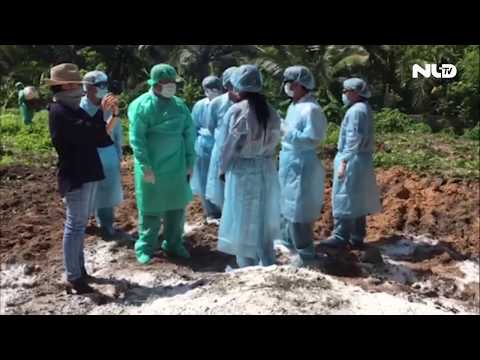 Video Xuất hiện ổ dịch tả heo châu Phi đầu tiên tại Tây Ninh... - youtube