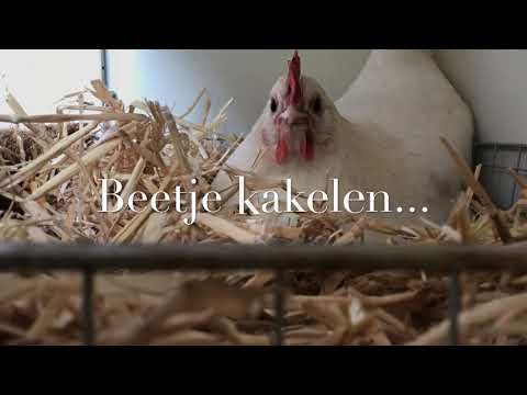 Video: Hoe Leg Je Een Kip Op Eieren?