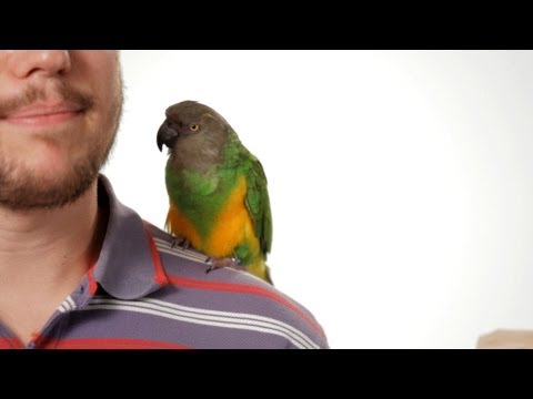 How to Potty Train Your Parrot | Parrot Training