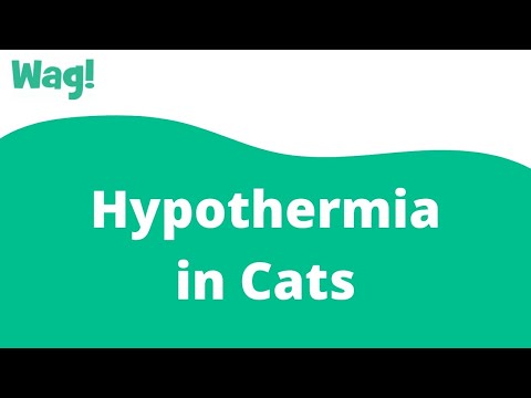 Video: Dalili Za Cat Hypothermia - Hypothermia Katika Paka