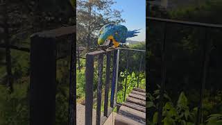 Nature Walk 🌿🦜 #parrot #naturewalk #birdlover #parrotlife #naturevibes